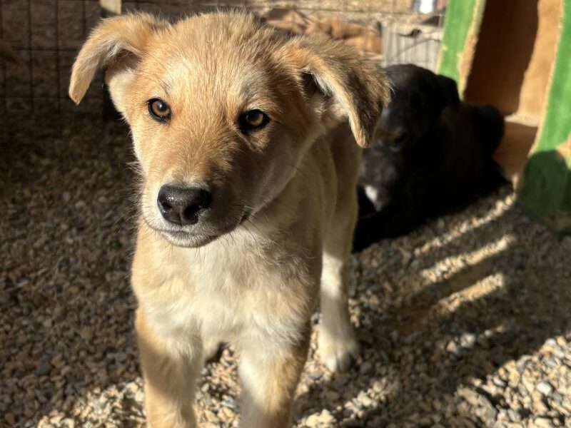 Orion-I-hunde-aus-dem-tierschutz-hunde-adoptieren-tierschutzverein-rhein-main-hunde-in-not-rhein-main-e.V.