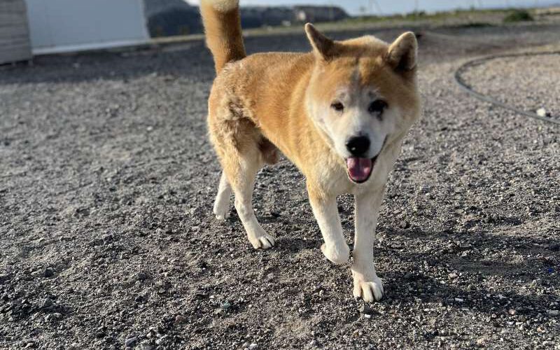 Oscar-hunde-aus-dem-tierschutz-hunde-adoptieren-tierschutzverein-rhein-main-hunde-in-not-rhein-main-e.V.