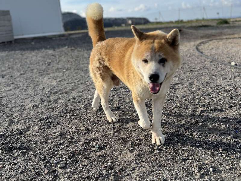 Oscar-hunde-aus-dem-tierschutz-hunde-adoptieren-tierschutzverein-rhein-main-hunde-in-not-rhein-main-e.V.