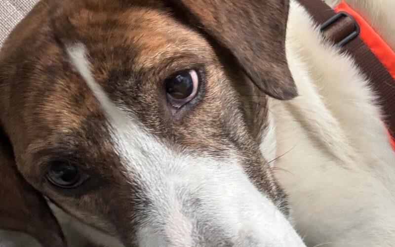 Tiger-Lilly-hunde-aus-dem-tierschutz-hunde-adoptieren-tierschutzverein-rhein-main-hunde-in-not-rhein-main-e.V.