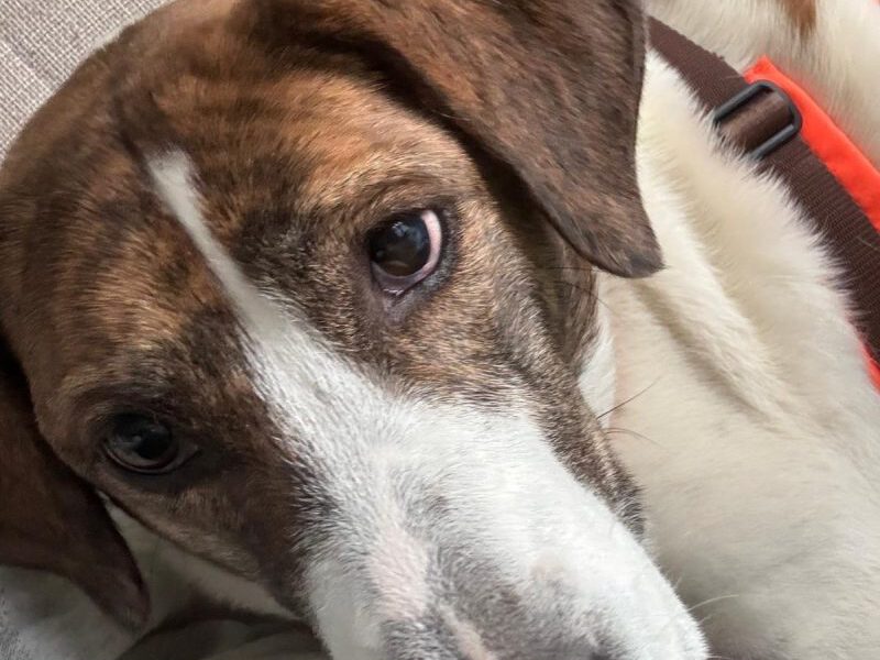 Tiger-Lilly-hunde-aus-dem-tierschutz-hunde-adoptieren-tierschutzverein-rhein-main-hunde-in-not-rhein-main-e.V.