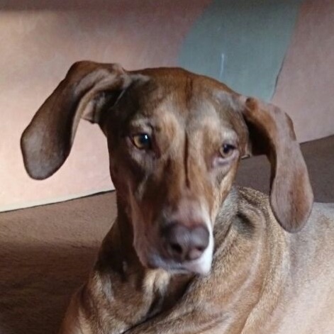 Dana-hunde-aus-dem-tierschutz-hunde-adoptieren-tierschutzverein-rhein-main-hunde-in-not-rhein-main-e.V.