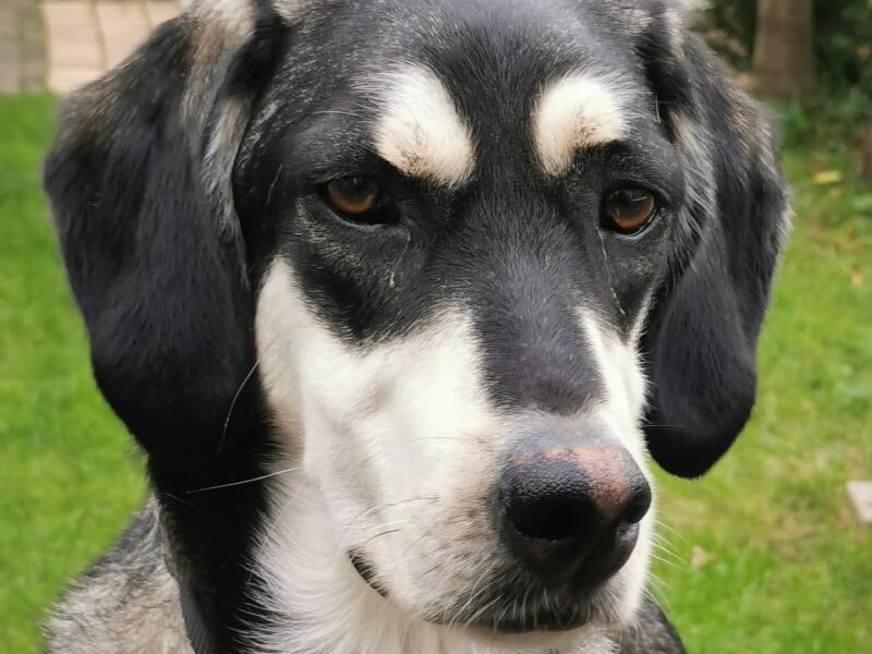 Nino San-hunde-aus-dem-tierschutz-hunde-adoptieren-tierschutzverein-rhein-main-hunde-in-not-rhein-main-e.V