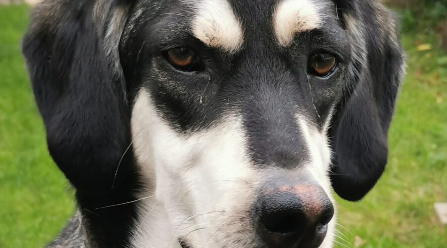 Nino San-hunde-aus-dem-tierschutz-hunde-adoptieren-tierschutzverein-rhein-main-hunde-in-not-rhein-main-e.V