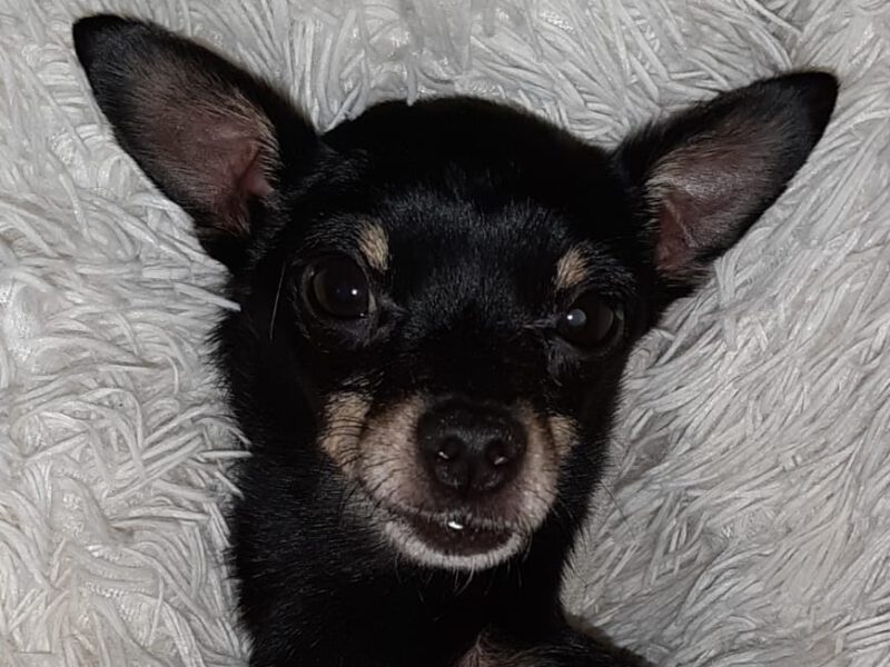 Patrón-hunde-aus-dem-tierschutz-hunde-adoptieren-tierschutzverein-rhein-main-hunde-in-not-rhein-main-e.V.