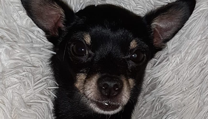 Patrón-hunde-aus-dem-tierschutz-hunde-adoptieren-tierschutzverein-rhein-main-hunde-in-not-rhein-main-e.V.