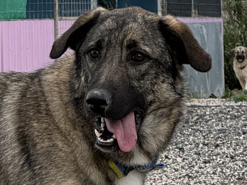 Bonita-hunde-aus-dem-tierschutz-hunde-adoptieren-tierschutzverein-rhein-main-hunde-in-not-rhein-main-e.V.