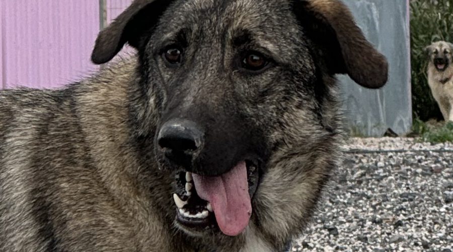 Bonita-hunde-aus-dem-tierschutz-hunde-adoptieren-tierschutzverein-rhein-main-hunde-in-not-rhein-main-e.V.