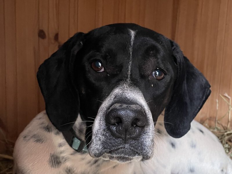 Adonis-hunde-aus-dem-tierschutz-hunde-adoptieren-tierschutzverein-rhein-main-hunde-in-not-rhein-main-e.V.