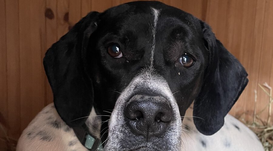 Adonis-hunde-aus-dem-tierschutz-hunde-adoptieren-tierschutzverein-rhein-main-hunde-in-not-rhein-main-e.V.