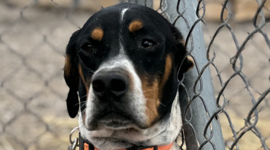 Apollo-hunde-aus-dem-tierschutz-hunde-adoptieren-tierschutzverein-rhein-main-hunde-in-not-rhein-main-e.V.