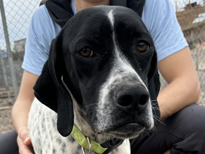 Artemis I-hunde-aus-dem-tierschutz-hunde-adoptieren-tierschutzverein-rhein-main-hunde-in-not-rhein-main-e.V.