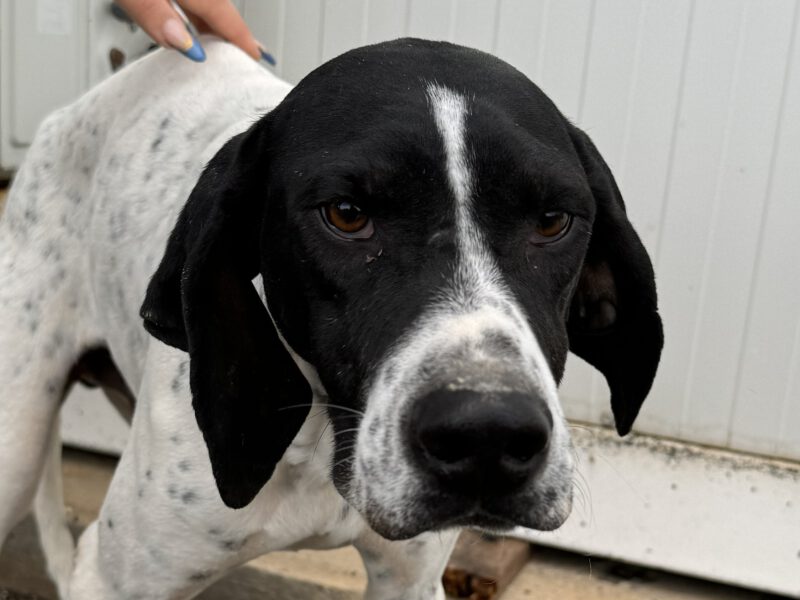 arthos-hunde-aus-dem-tierschutz-hunde-adoptieren-tierschutzverein-rhein-main-hunde-in-not-rhein-main-e.V.