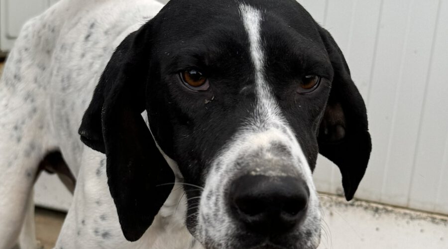 arthos-hunde-aus-dem-tierschutz-hunde-adoptieren-tierschutzverein-rhein-main-hunde-in-not-rhein-main-e.V.