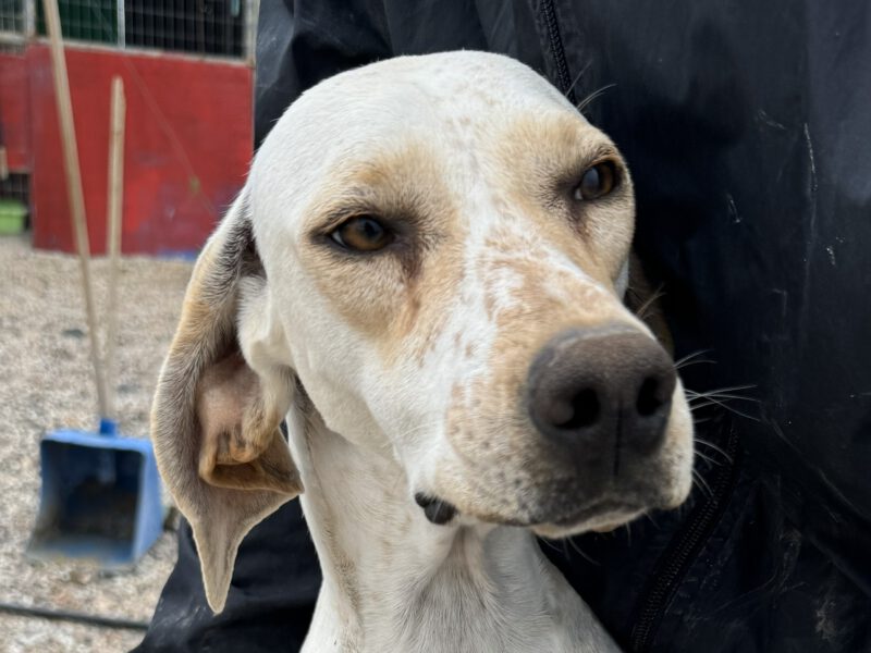 Athena-hunde-aus-dem-tierschutz-hunde-adoptieren-tierschutzverein-rhein-main-hunde-in-not-rhein-main-e.V.
