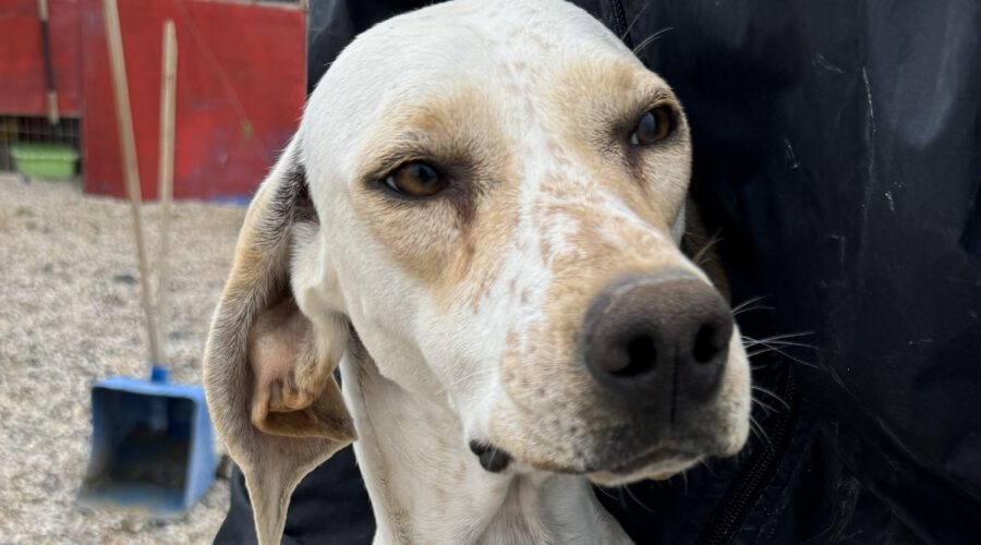 Athena-hunde-aus-dem-tierschutz-hunde-adoptieren-tierschutzverein-rhein-main-hunde-in-not-rhein-main-e.V.