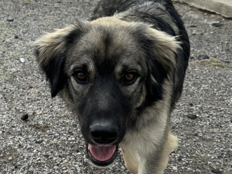 Bandit I-hunde-aus-dem-tierschutz-hunde-adoptieren-tierschutzverein-rhein-main-hunde-in-not-rhein-main-e.V.