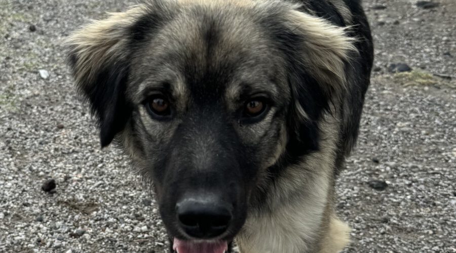 Bandit I-hunde-aus-dem-tierschutz-hunde-adoptieren-tierschutzverein-rhein-main-hunde-in-not-rhein-main-e.V.