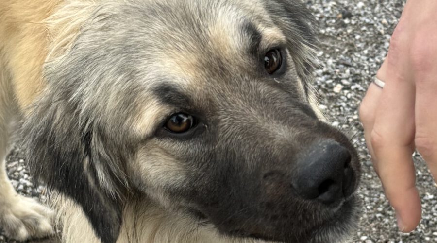 Beethoven-hunde-aus-dem-tierschutz-hunde-adoptieren-tierschutzverein-rhein-main-hunde-in-not-rhein-main-e.V.