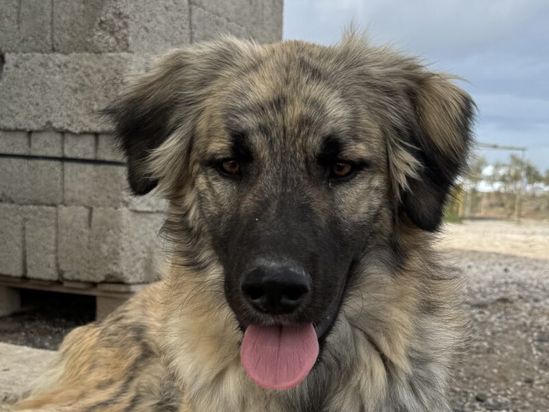 Bepo-hunde-aus-dem-tierschutz-hunde-adoptieren-tierschutzverein-rhein-main-hunde-in-not-rhein-main-e.V.