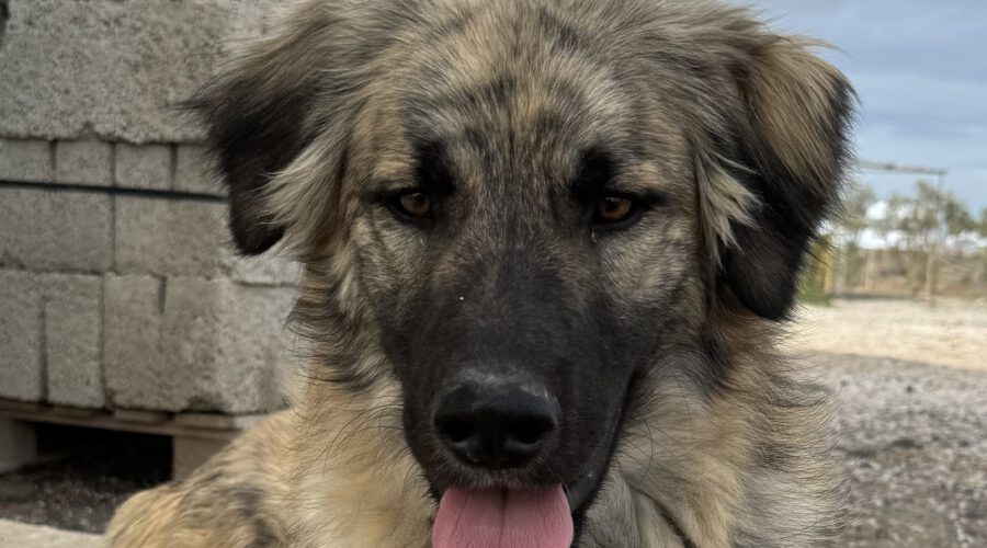 Bepo-hunde-aus-dem-tierschutz-hunde-adoptieren-tierschutzverein-rhein-main-hunde-in-not-rhein-main-e.V.