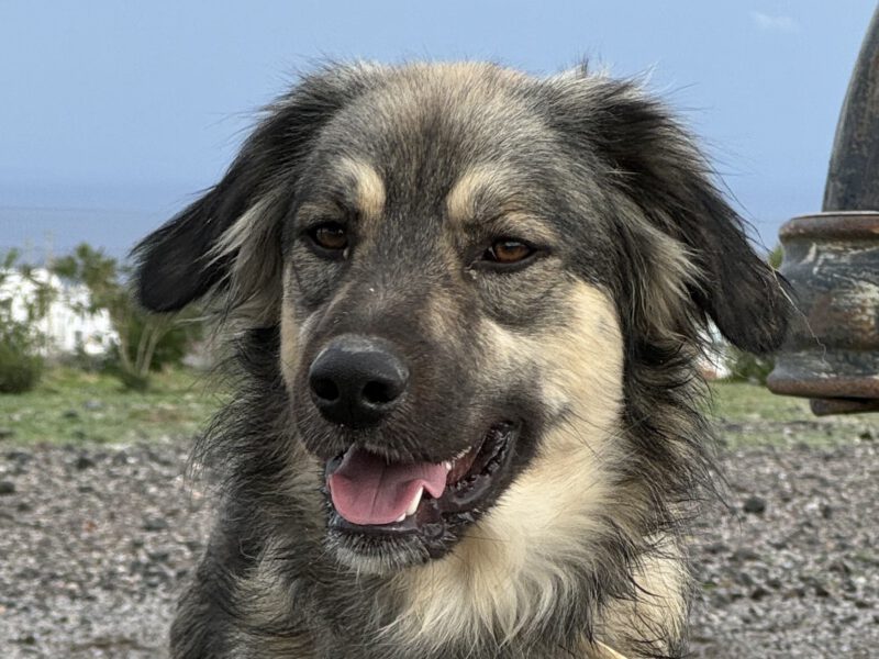 Blitz-hunde-aus-dem-tierschutz-hunde-adoptieren-tierschutzverein-rhein-main-hunde-in-not-rhein-main-e.V.