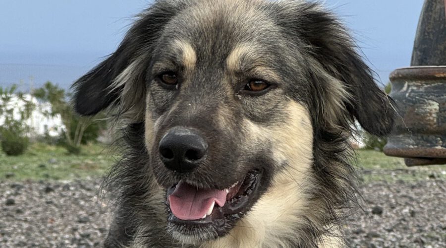 Blitz-hunde-aus-dem-tierschutz-hunde-adoptieren-tierschutzverein-rhein-main-hunde-in-not-rhein-main-e.V.