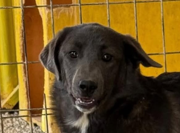 Bloom-hunde-aus-dem-tierschutz-hunde-adoptieren-tierschutzverein-rhein-main-hunde-in-not-rhein-main-e.V.