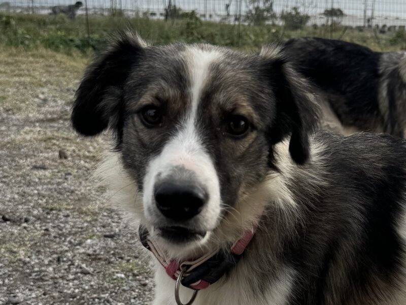 Blossom-hunde-aus-dem-tierschutz-hunde-adoptieren-tierschutzverein-rhein-main-hunde-in-not-rhein-main-e.V.