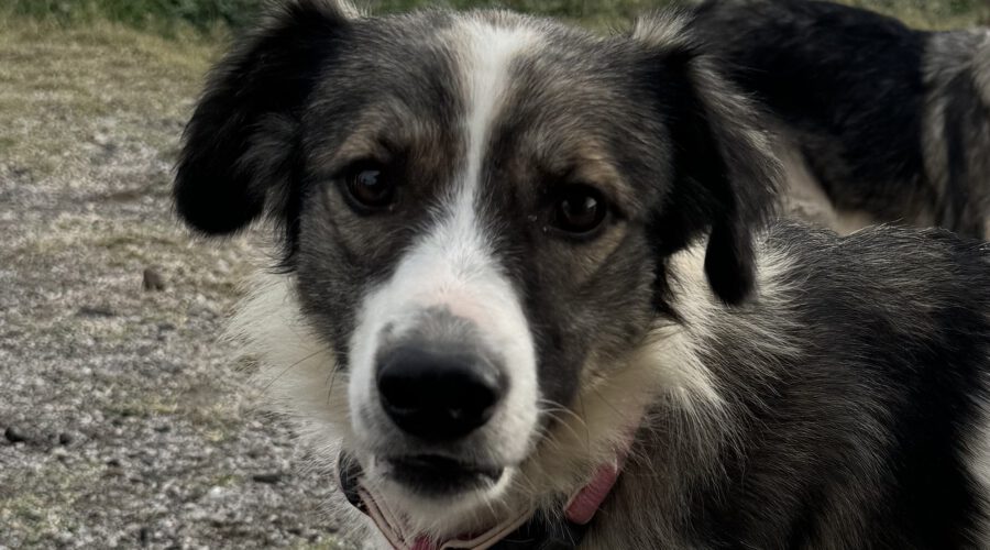 Blossom-hunde-aus-dem-tierschutz-hunde-adoptieren-tierschutzverein-rhein-main-hunde-in-not-rhein-main-e.V.