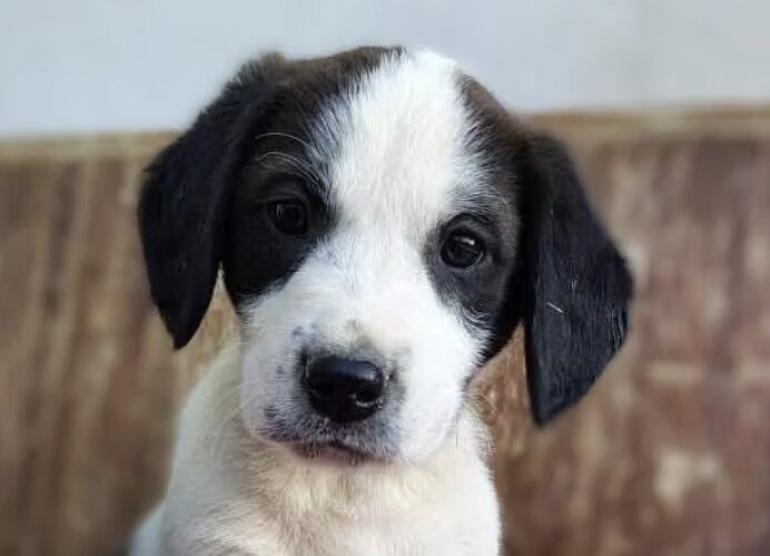 Danzel-hunde-aus-dem-tierschutz-hunde-adoptieren-tierschutzverein-rhein-main-hunde-in-not-rhein-main-e.V.