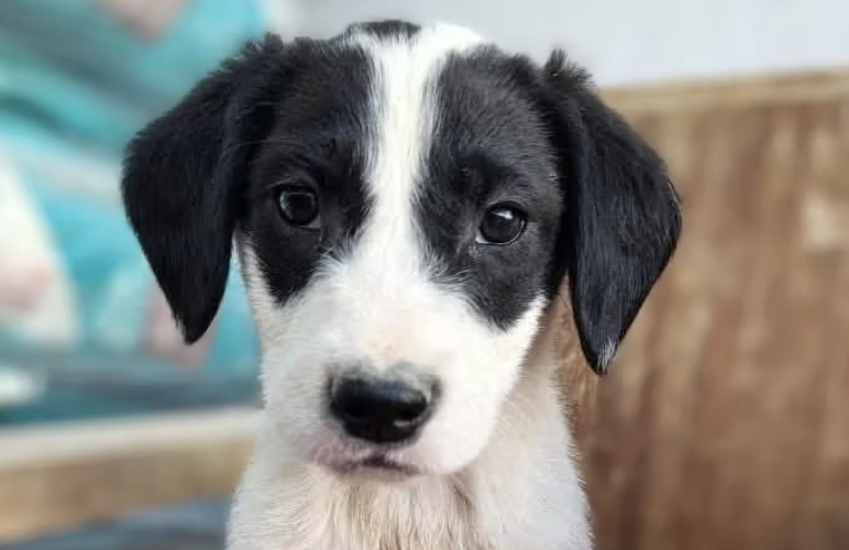 Dash-hunde-aus-dem-tierschutz-hunde-adoptieren-tierschutzverein-rhein-main-hunde-in-not-rhein-main-e.V.