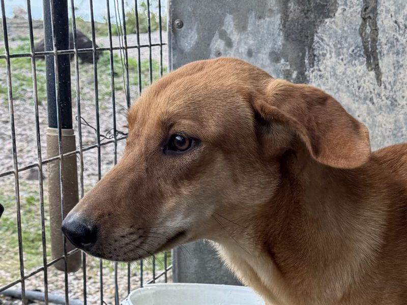 Dina I-hunde-aus-dem-tierschutz-hunde-adoptieren-tierschutzverein-rhein-main-hunde-in-not-rhein-main-e.V.