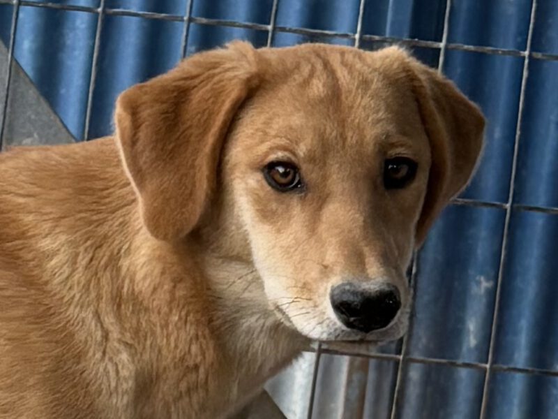 Dora II-hunde-aus-dem-tierschutz-hunde-adoptieren-tierschutzverein-rhein-main-hunde-in-not-rhein-main-e.V.