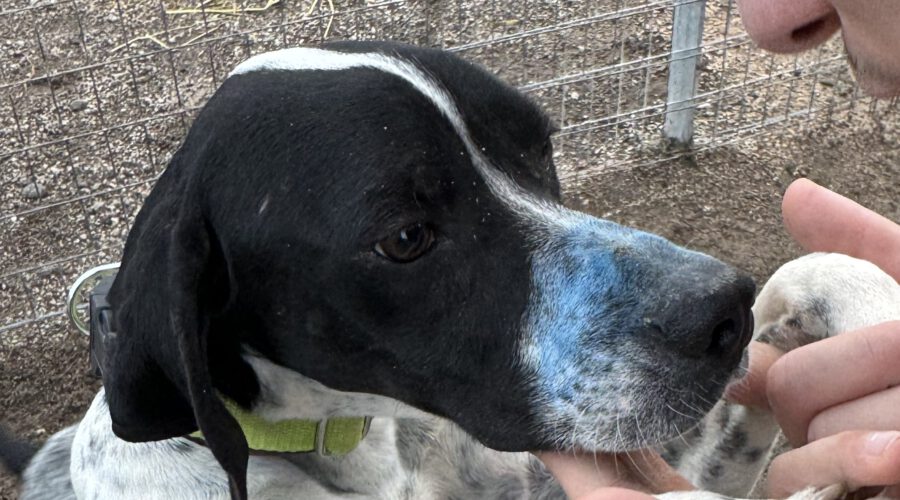 Lilli I-hunde-aus-dem-tierschutz-hunde-adoptieren-tierschutzverein-rhein-main-hunde-in-not-rhein-main-e.V.