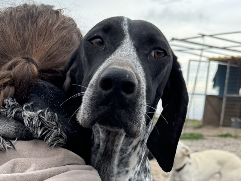 Lito-hunde-aus-dem-tierschutz-hunde-adoptieren-tierschutzverein-rhein-main-hunde-in-not-rhein-main-e.V.