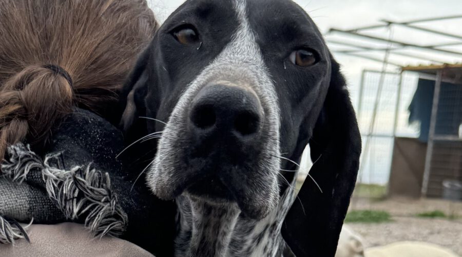 Lito-hunde-aus-dem-tierschutz-hunde-adoptieren-tierschutzverein-rhein-main-hunde-in-not-rhein-main-e.V.