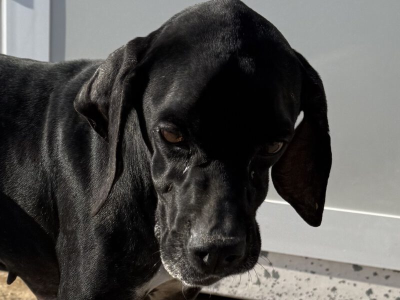 Nicola-hunde-aus-dem-tierschutz-hunde-adoptieren-tierschutzverein-rhein-main-hunde-in-not-rhein-e.V.