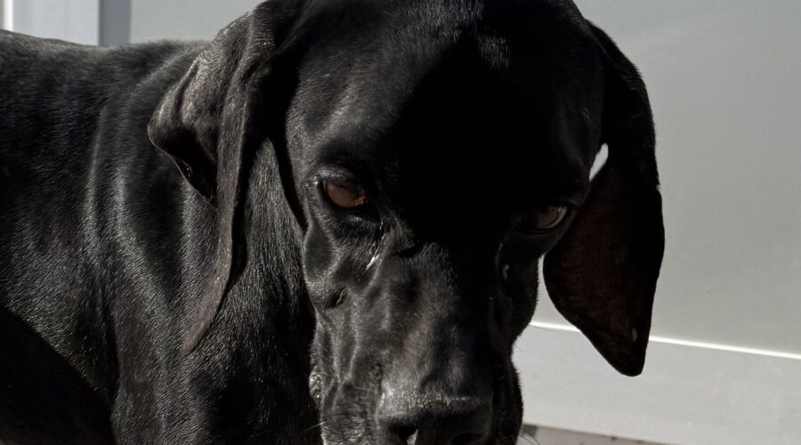 Nicola-hunde-aus-dem-tierschutz-hunde-adoptieren-tierschutzverein-rhein-main-hunde-in-not-rhein-e.V.