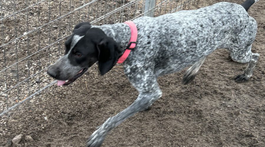 Nicoletta-hunde-aus-dem-tierschutz-hunde-adoptieren-tierschutzverein-rhein-main-hunde-in-not-rhein-main-e.V.