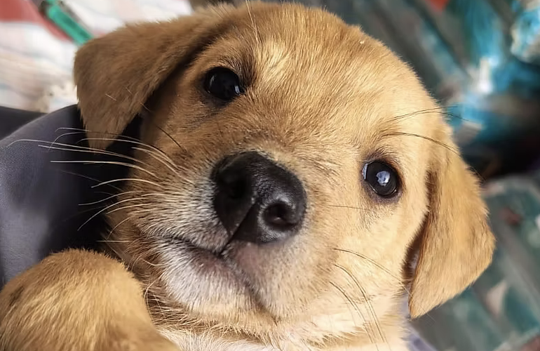 Odin I-hunde-aus-dem-tierschutz-hunde-adoptieren-tierschutzverein-rhein-main-hunde-in-not-rhein-main-e.V.