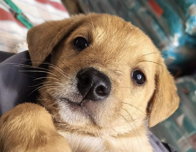 Odin I-hunde-aus-dem-tierschutz-hunde-adoptieren-tierschutzverein-rhein-main-hunde-in-not-rhein-main-e.V.