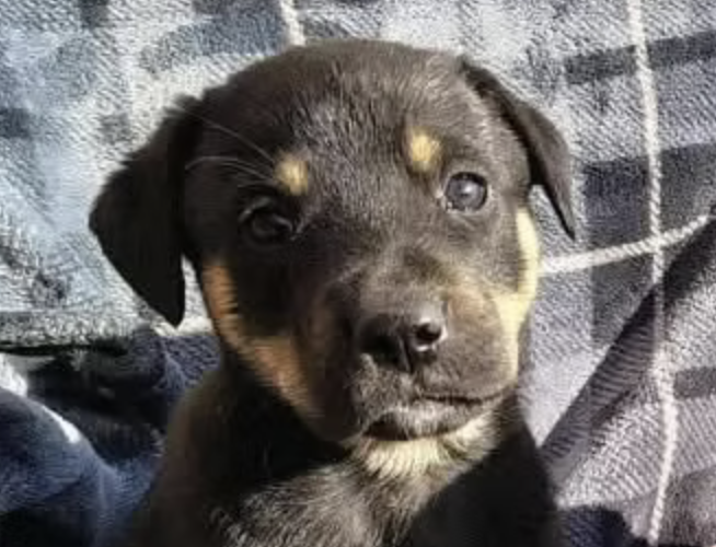 Ozzi-hunde-aus-dem-tierschutz-hunde-adoptieren-tierschutzverein-rhein-main-hunde-in-not-rhein-main-e.V.