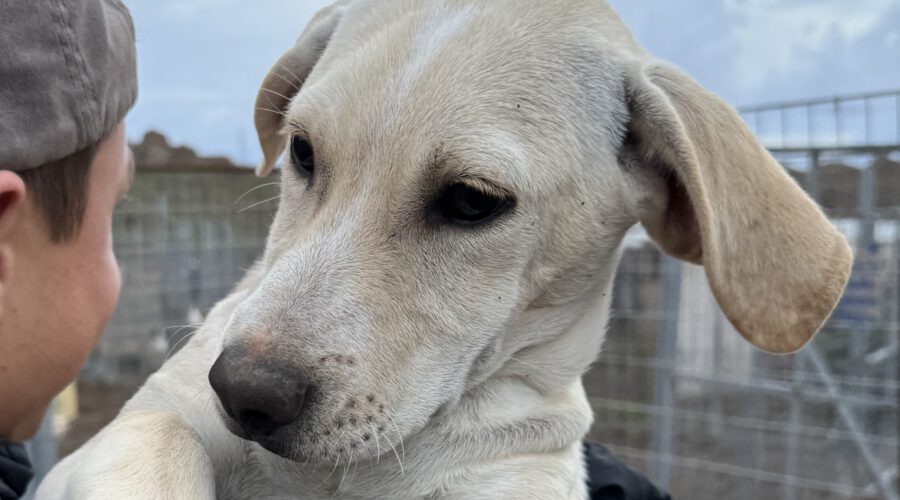 Piccolino-hunde-aus-dem-tierschutz-hunde-adoptieren-tierschutzverein-rhein-main-hunde-in-not-rhein-main-e.V.