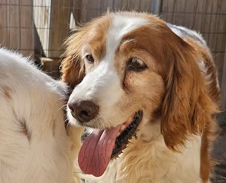 Rocky II-hunde-aus-dem-tierschutz-hunde-adoptieren-tierschutzverein-rhein-main-hunde-in-not-rhein-main-e.V.