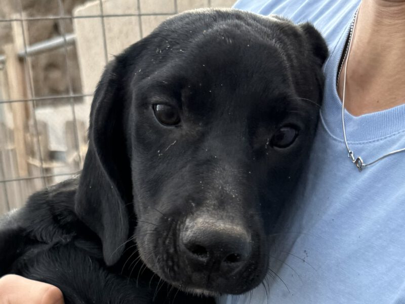 Thalia I-hunde-aus-dem-tierschutz-hunde-adoptieren-tierschutzverein-rhein-main-hunde-in-not-rhein-main-e.V.