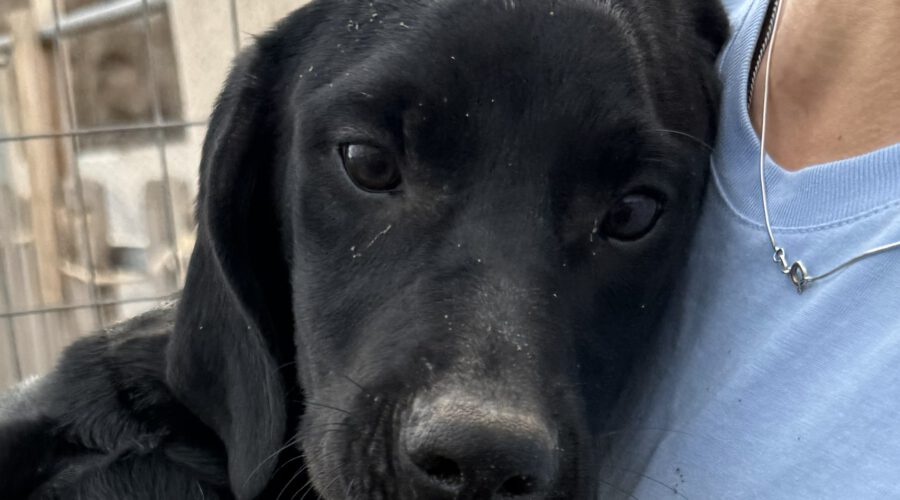 Thalia I-hunde-aus-dem-tierschutz-hunde-adoptieren-tierschutzverein-rhein-main-hunde-in-not-rhein-main-e.V.