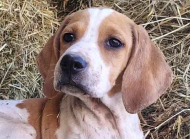 Thea-hunde-aus-dem-tierschutz-hunde-adoptieren-tierschutzverein-rhein-main-hunde-in-not-rhein-main-e.V.