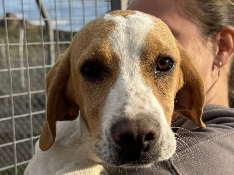 Thelma I-hunde-aus-dem-tierschutz-hunde-adoptieren-tierschutzverein-rhein-main-hunde-in-not-rhein-main-e.V.