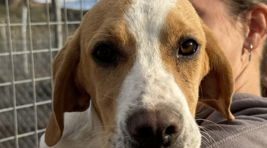 Thelma I-hunde-aus-dem-tierschutz-hunde-adoptieren-tierschutzverein-rhein-main-hunde-in-not-rhein-main-e.V.